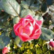 ヒメ日記 2025/01/06 17:06 投稿 青嶋はるき お色気物語（横浜ハレ系）