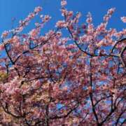 ヒメ日記 2025/03/02 14:22 投稿 青嶋はるき お色気物語（横浜ハレ系）