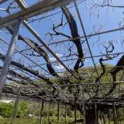 ヒメ日記 2025/04/18 16:25 投稿 青嶋はるき お色気物語（横浜ハレ系）