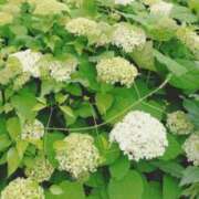 ヒメ日記 2025/05/30 15:44 投稿 青嶋はるき お色気物語（横浜ハレ系）