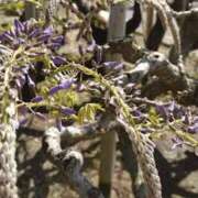 ヒメ日記 2025/07/17 16:15 投稿 青嶋はるき お色気物語（横浜ハレ系）