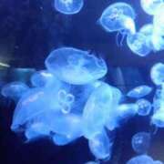 ヒメ日記 2025/09/25 17:18 投稿 青嶋はるき お色気物語（横浜ハレ系）