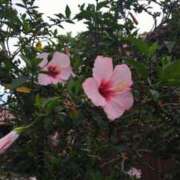 ヒメ日記 2025/10/31 17:22 投稿 青嶋はるき お色気物語（横浜ハレ系）