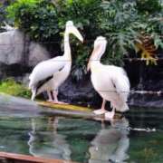 ヒメ日記 2025/11/24 16:16 投稿 青嶋はるき お色気物語（横浜ハレ系）