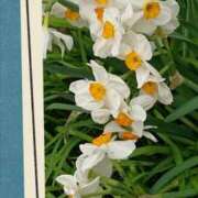 青嶋はるき 小正月 お色気物語（横浜ハレ系）