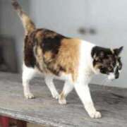 青嶋はるき ちゃん！ちゃん！ お色気物語（横浜ハレ系）