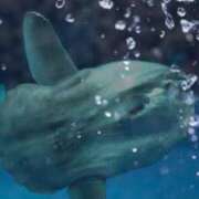 ヒメ日記 2026/04/05 16:45 投稿 青嶋はるき お色気物語（横浜ハレ系）