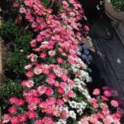 青嶋はるき 穀雨  甲子 お色気物語（横浜ハレ系）