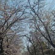 ヒメ日記 2026/04/02 14:58 投稿 ひまわり 素人妻達☆マイふぇらレディー