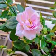 ヒメ日記 2024/12/23 16:42 投稿 薫ママ 鶯谷まい・ぷりんせす