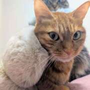 ルミナ もふもふ兄妹 ナイスレディ