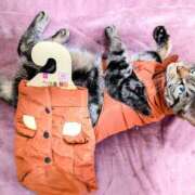 ルミナ 予備 ナイスレディ