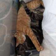 ルミナ お久しぶりな猫の兄妹 ナイスレディ