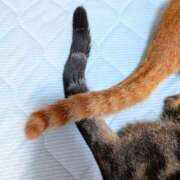 ルミナ 仲良しっぽ ナイスレディ