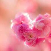 みさと お礼💐 奥様電車