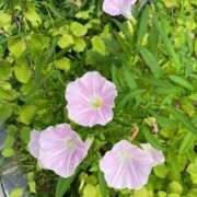 ヒメ日記 2025/07/20 21:24 投稿 野々村 ローズマリー大塚