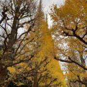 ヒメ日記 2025/11/29 09:24 投稿 野々村 ローズマリー大塚