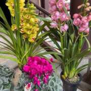 ヒメ日記 2026/01/03 19:44 投稿 野々村 ローズマリー大塚