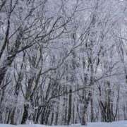 菅野 新年 ローズマリー大塚