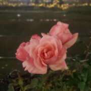 ヒメ日記 2024/12/20 17:39 投稿 仲村 ローズマリー大塚