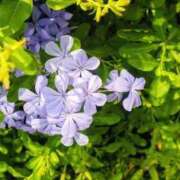 ヒメ日記 2025/10/02 20:14 投稿 仲村 ローズマリー大塚