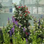 仲村 こんばんは ローズマリー大塚