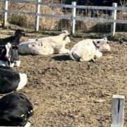 有賀 こんにちは〜 ローズマリー大塚