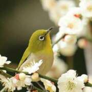 ヒメ日記 2025/03/20 20:20 投稿 彩芽-あやめ 熟女10000円デリヘル横浜