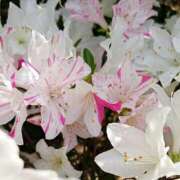 ヒメ日記 2025/04/23 20:55 投稿 彩芽-あやめ 熟女10000円デリヘル横浜