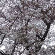 青島 咲いた咲いた桜が咲いた 誘惑マル秘ミセス