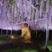 ヒメ日記 2025/05/06 11:38 投稿 速水ゆうき 五十路マダム 新潟店(カサブランカグループ)