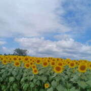 ヒメ日記 2025/08/05 10:26 投稿 速水ゆうき 五十路マダム 新潟店(カサブランカグループ)
