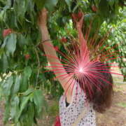 ヒメ日記 2025/08/24 11:36 投稿 速水ゆうき 五十路マダム 新潟店(カサブランカグループ)