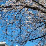 ヒメ日記 2026/04/03 13:23 投稿 つばきはら 藤沢人妻城