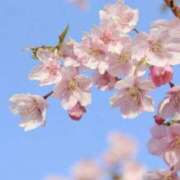 ヒメ日記 2025/04/11 17:26 投稿 清川音寧（きよかわおとね） 五十路マダム 滋賀店(カサブランカグループ)