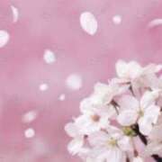 ヒメ日記 2025/04/12 15:14 投稿 清川音寧（きよかわおとね） 五十路マダム 滋賀店(カサブランカグループ)