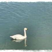 ヒメ日記 2025/03/02 20:02 投稿 あまの 熟女の風俗最終章 宇都宮店