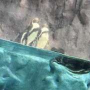 ヒメ日記 2025/01/30 19:27 投稿 かな ぷるるん小町日本橋店