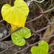 ヒメ日記 2025/11/09 12:20 投稿 そら 綺麗なお姉様専門　新横浜リング4C（アンジェリークグループ）