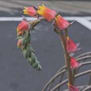 ヒメ日記 2025/11/11 16:30 投稿 そら 綺麗なお姉様専門　新横浜リング4C（アンジェリークグループ）