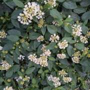 ヒメ日記 2025/11/13 16:30 投稿 そら 綺麗なお姉様専門　新横浜リング4C（アンジェリークグループ）