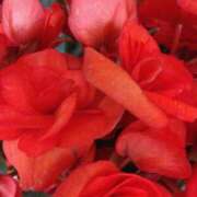 ヒメ日記 2024/12/11 05:50 投稿 下山秋絵（しもやまあきえ） 五十路マダム 滋賀店(カサブランカグループ)