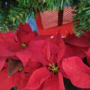 ヒメ日記 2024/12/12 14:39 投稿 下山秋絵（しもやまあきえ） 五十路マダム 滋賀店(カサブランカグループ)