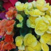 ヒメ日記 2024/12/12 14:50 投稿 下山秋絵（しもやまあきえ） 五十路マダム 滋賀店(カサブランカグループ)