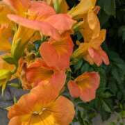 ヒメ日記 2025/06/22 00:15 投稿 下山秋絵（しもやまあきえ） 五十路マダム 滋賀店(カサブランカグループ)