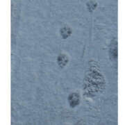 ヒメ日記 2025/02/09 11:40 投稿 くるみ 仙台人妻セレブリティー