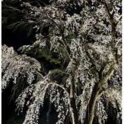 ヒメ日記 2025/04/16 15:16 投稿 くるみ 仙台人妻セレブリティー