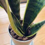 ヒメ日記 2025/04/27 11:17 投稿 くるみ 仙台人妻セレブリティー