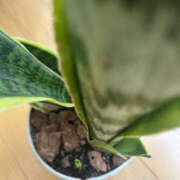 ヒメ日記 2025/05/28 14:04 投稿 くるみ 仙台人妻セレブリティー