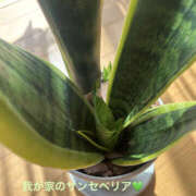 ヒメ日記 2025/06/02 12:31 投稿 くるみ 仙台人妻セレブリティー